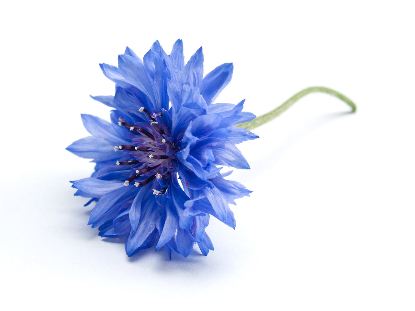 cornflower blue