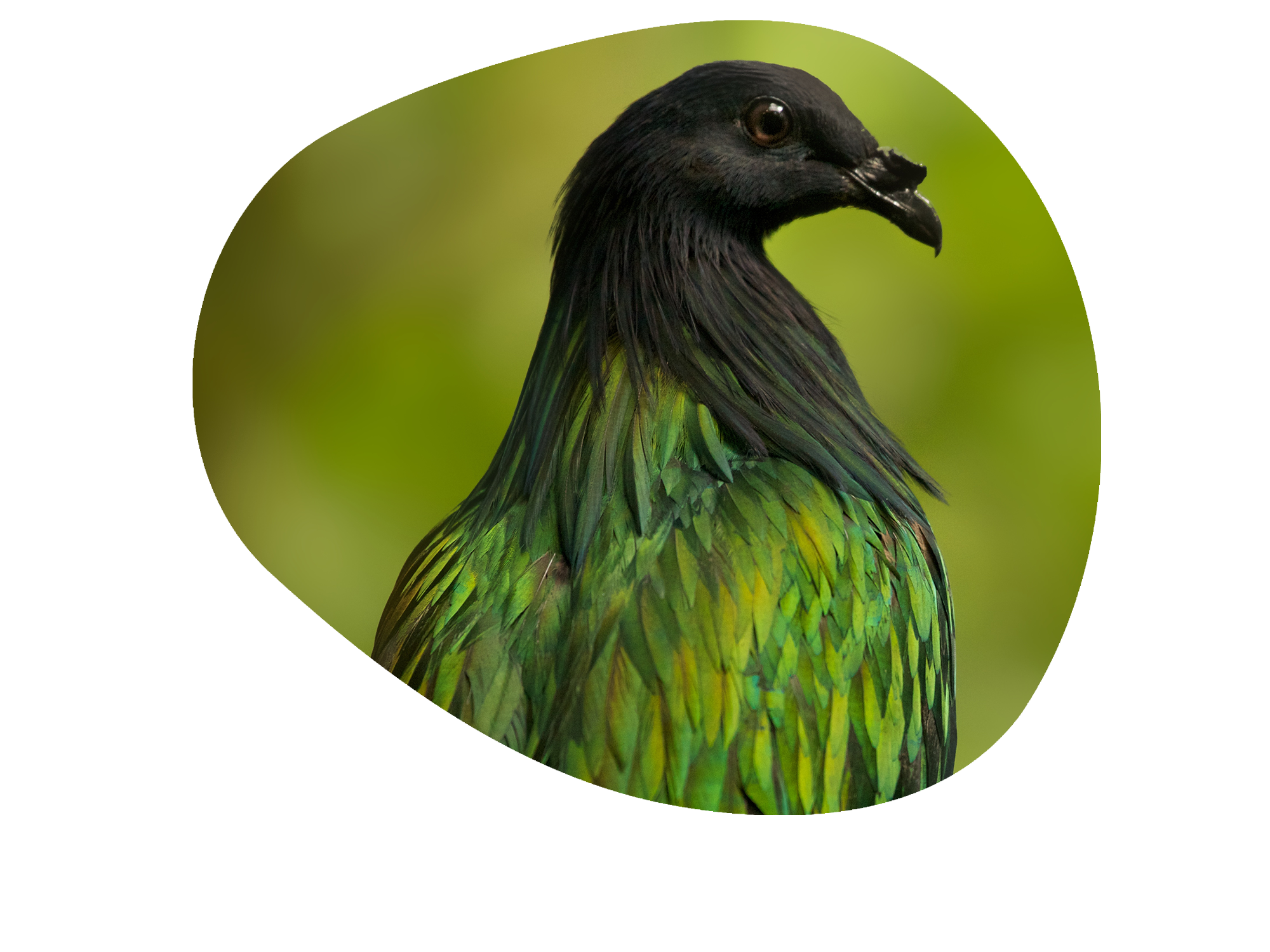plumage green