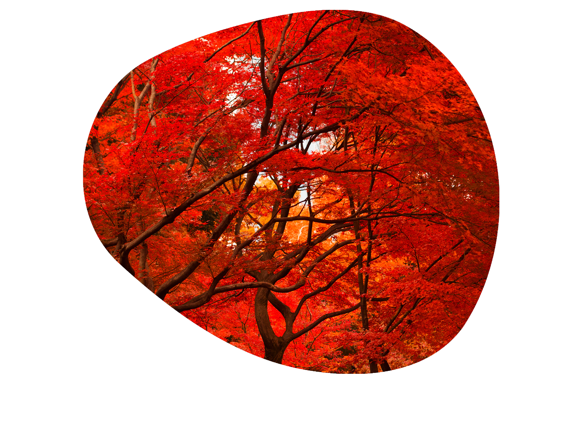 autumn foliage