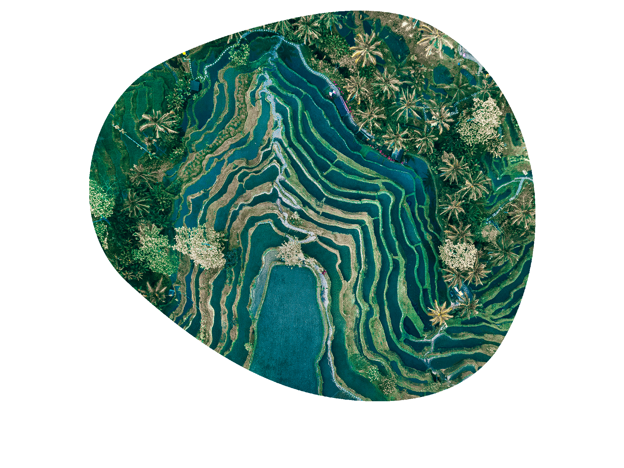 labyrinth of verdant rice terraces