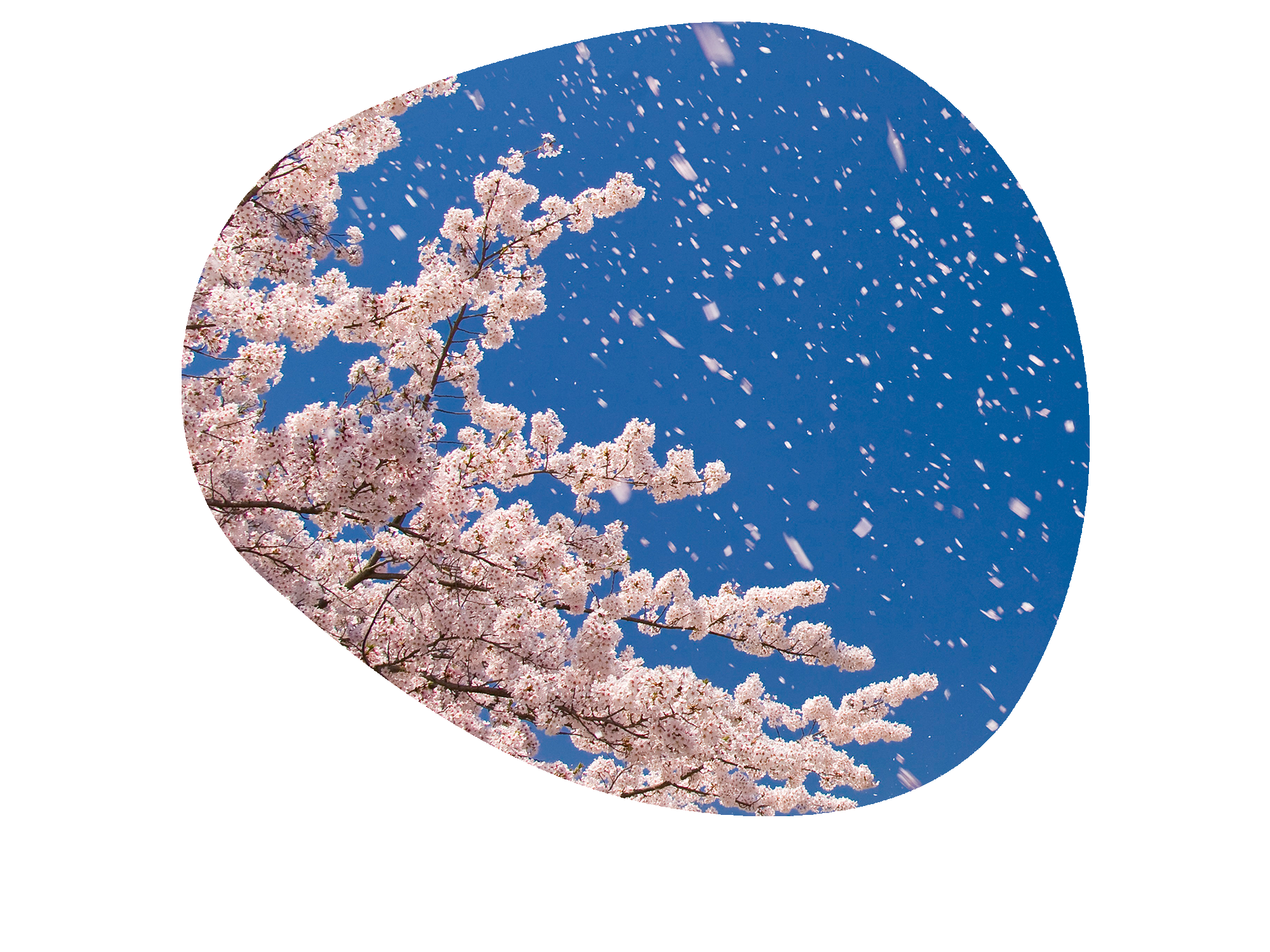 spirit of spring