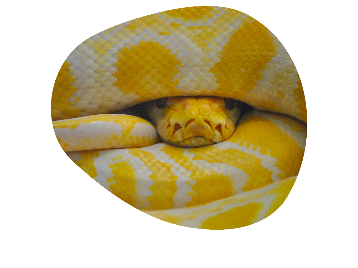 mesmerizing serpent yellow