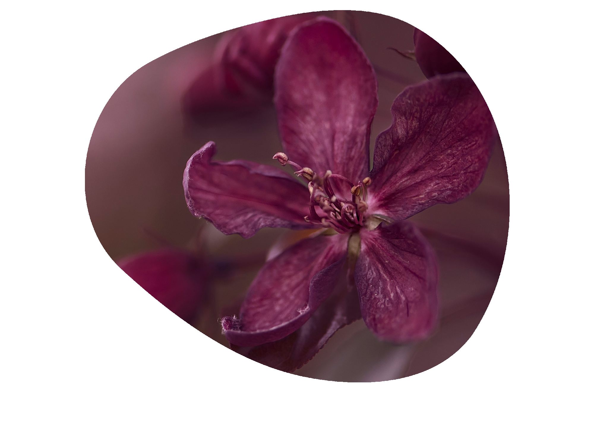 late summer plum