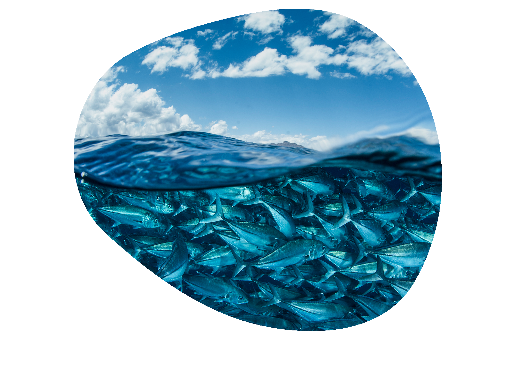 Deep Dive