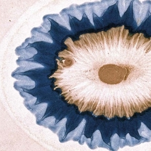 Quality in colorful detail