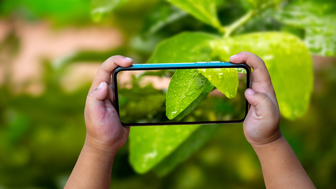 1806854524-Baby Hands holding mobile phone and take a photo Water droplets on lemon leaves with blurred background with sunlight.; Shutterstock ID 1806854524; purchase_order: 4502075342 ; job: MarCom Display Solutions; client: 400745007