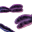 crispr-right