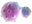 cancer cells