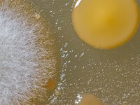 Microbiotiful 800 600 Promotional Image