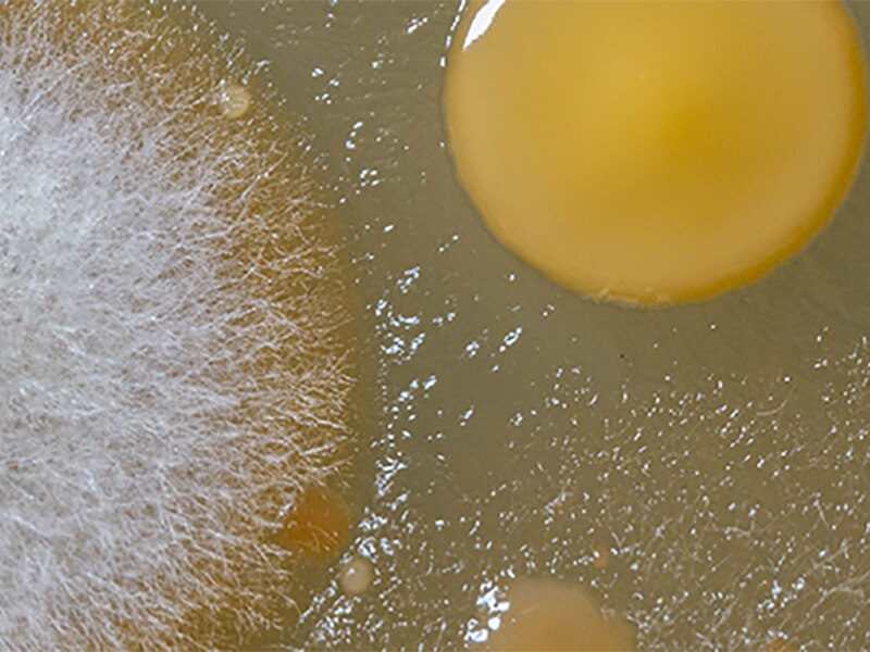 Microbiotiful 800 600