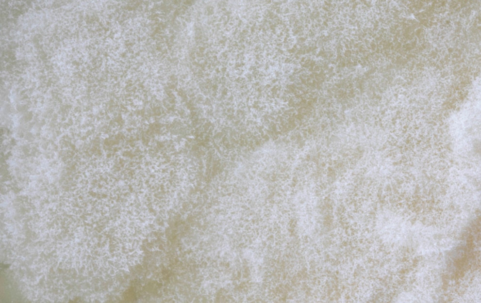 MICROBIOTIFUL BROSSE TOILETTES 2