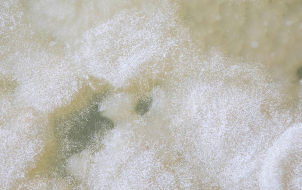 MICROBIOTIFUL BROSSE TOILETTES 3