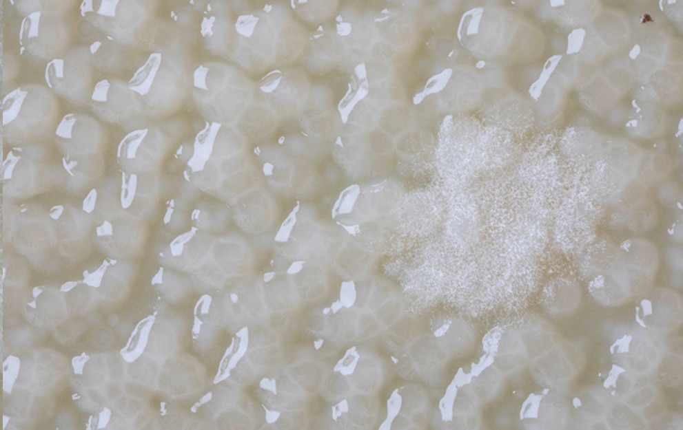 MICROBIOTIFUL CANARD 1