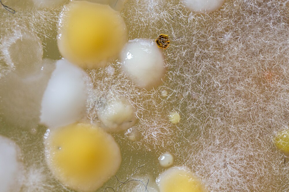 Microbiotiful Doudou 2