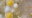 Microbiotiful Doudou 2