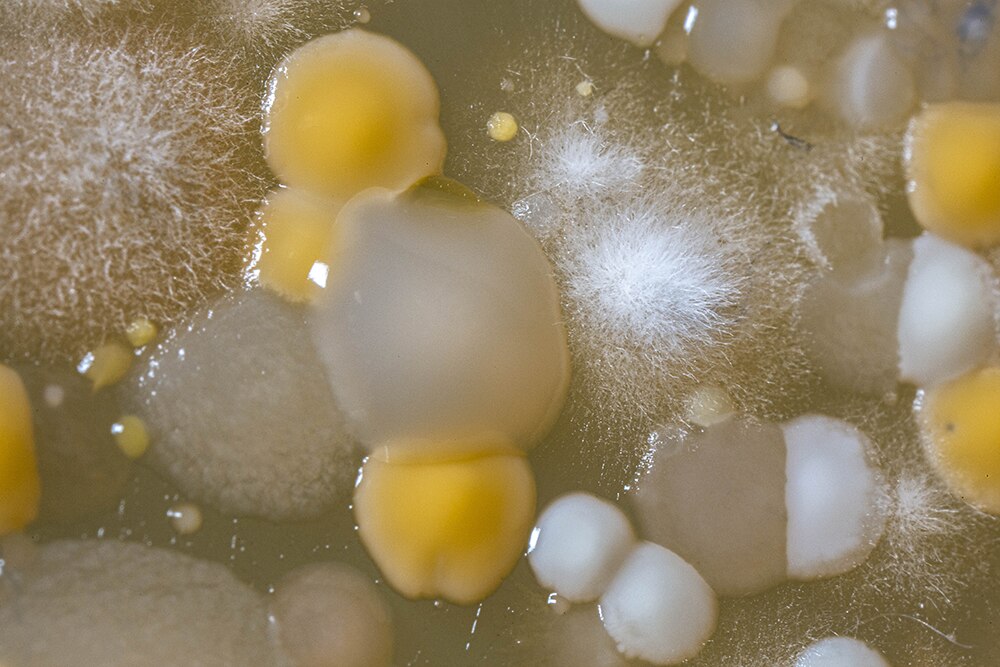 Microbiotiful Doudou 3