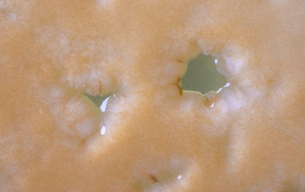 MICROBIOTIFUL EPONGE 2