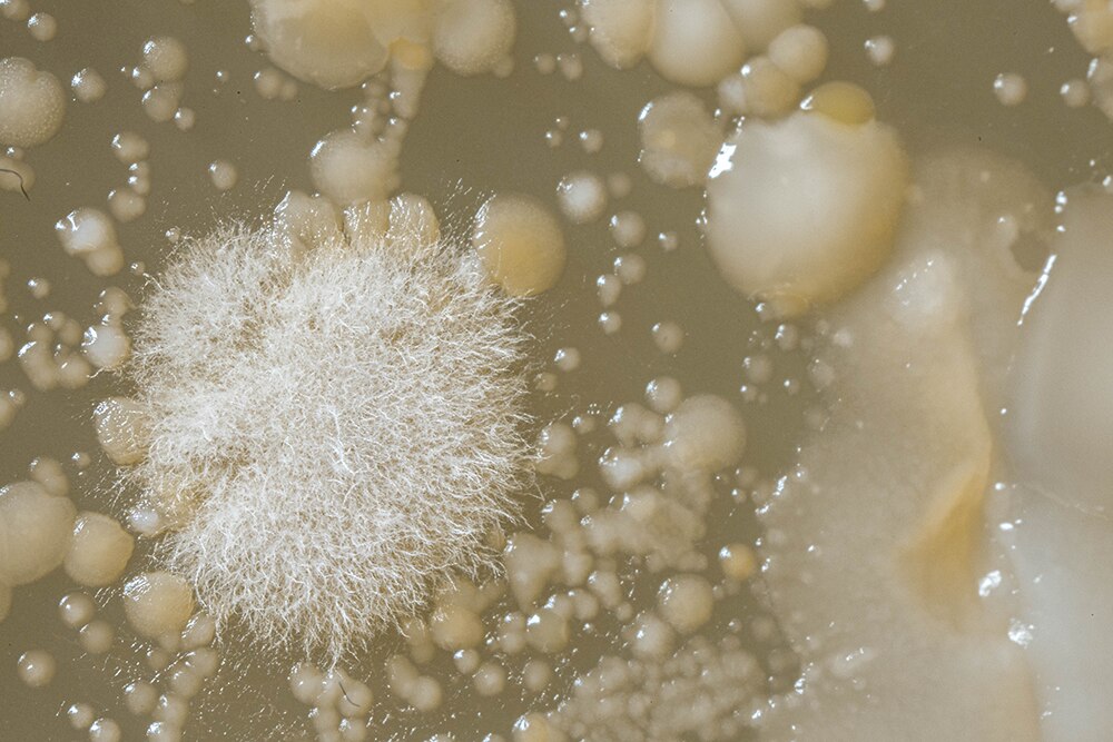 Microbiotiful Ongles 2