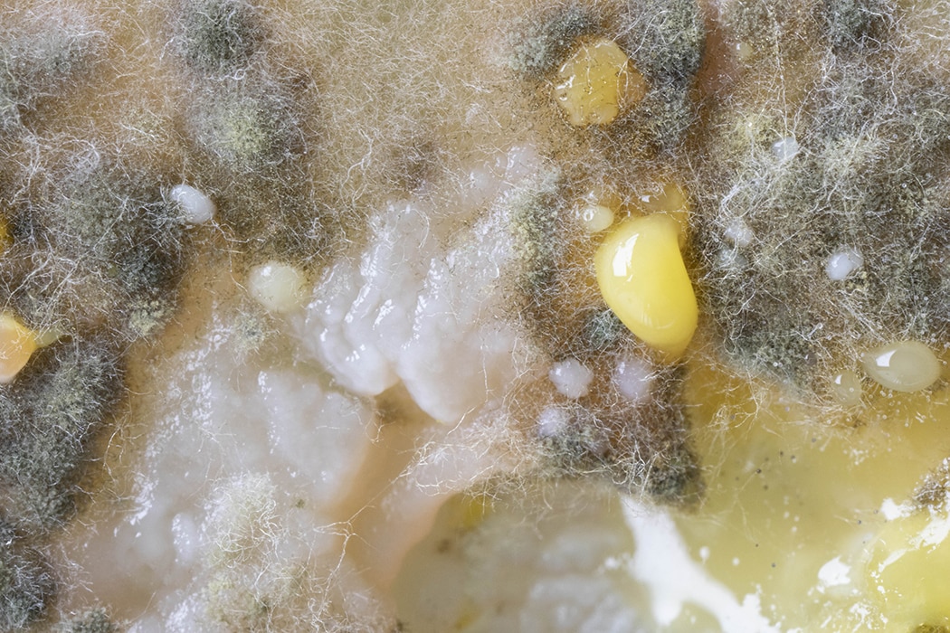 S18 PETRI PATTE CHIEN MACRO 1