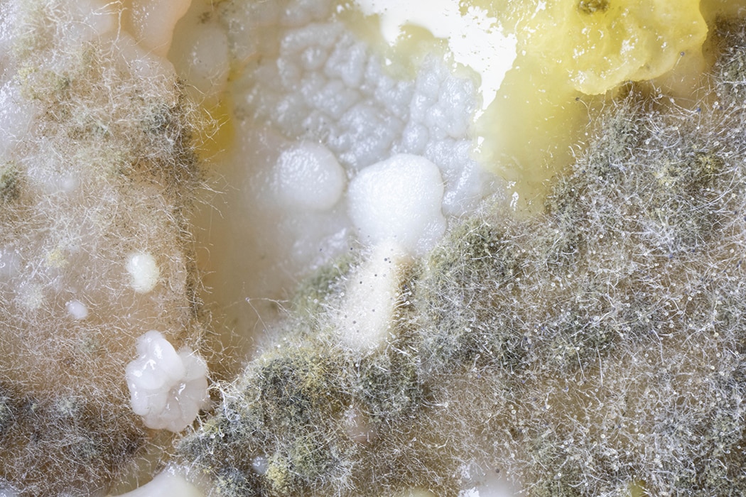 S18 PETRI PATTE CHIEN MACRO 3