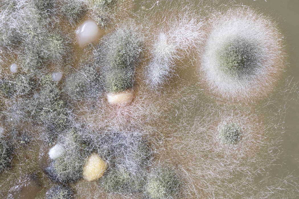 S18 PETRI PATTE CHIEN MACRO 4