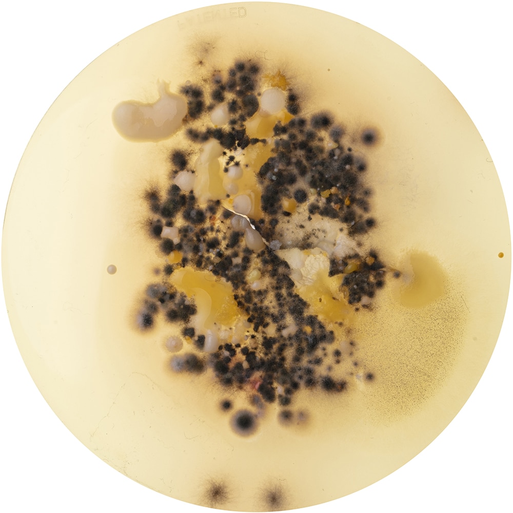 S18 PETRI PatteChien 1