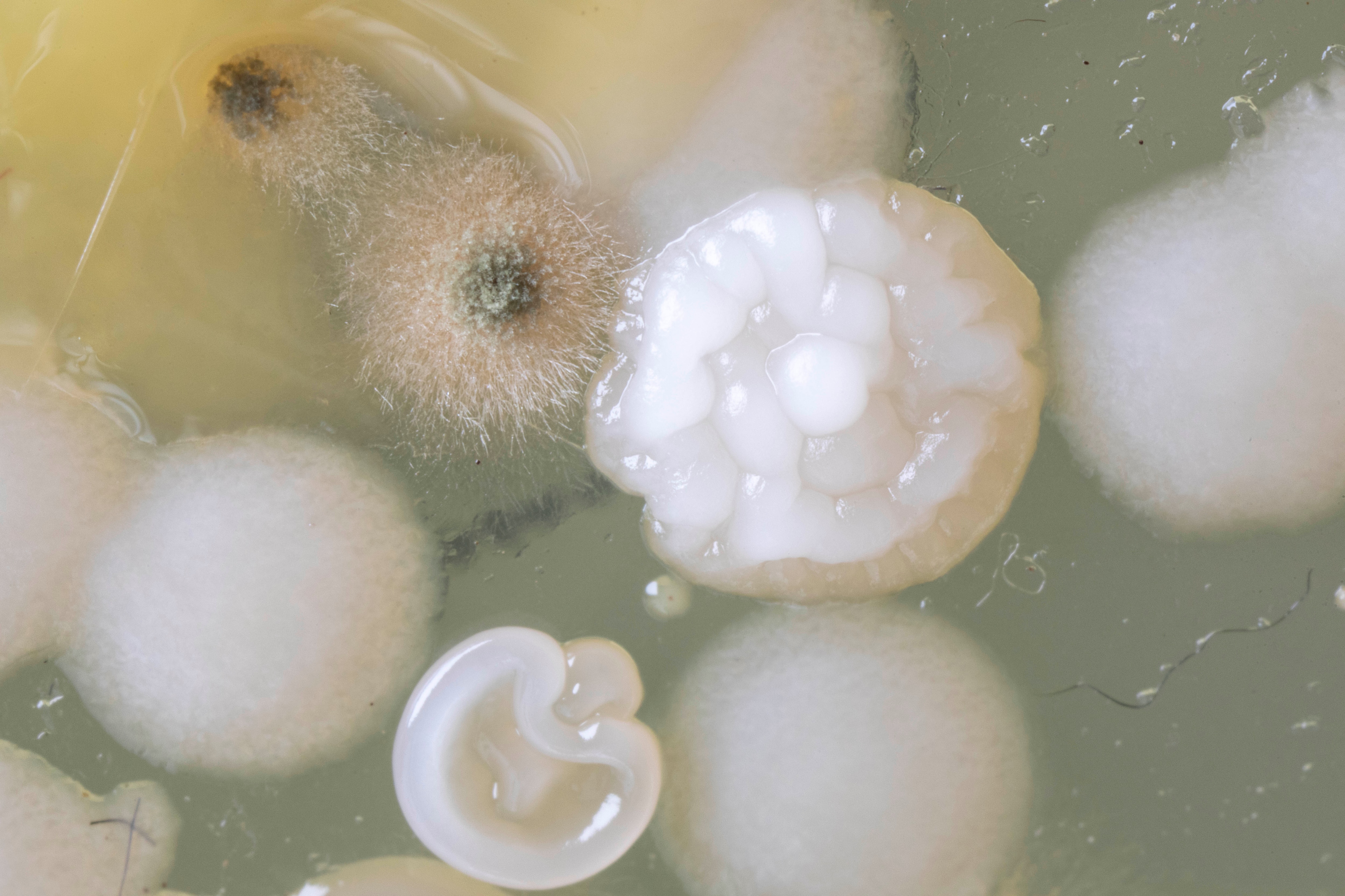 MICROBIOTIFUL SAC A MAIN 1 PETRI MACRO 6