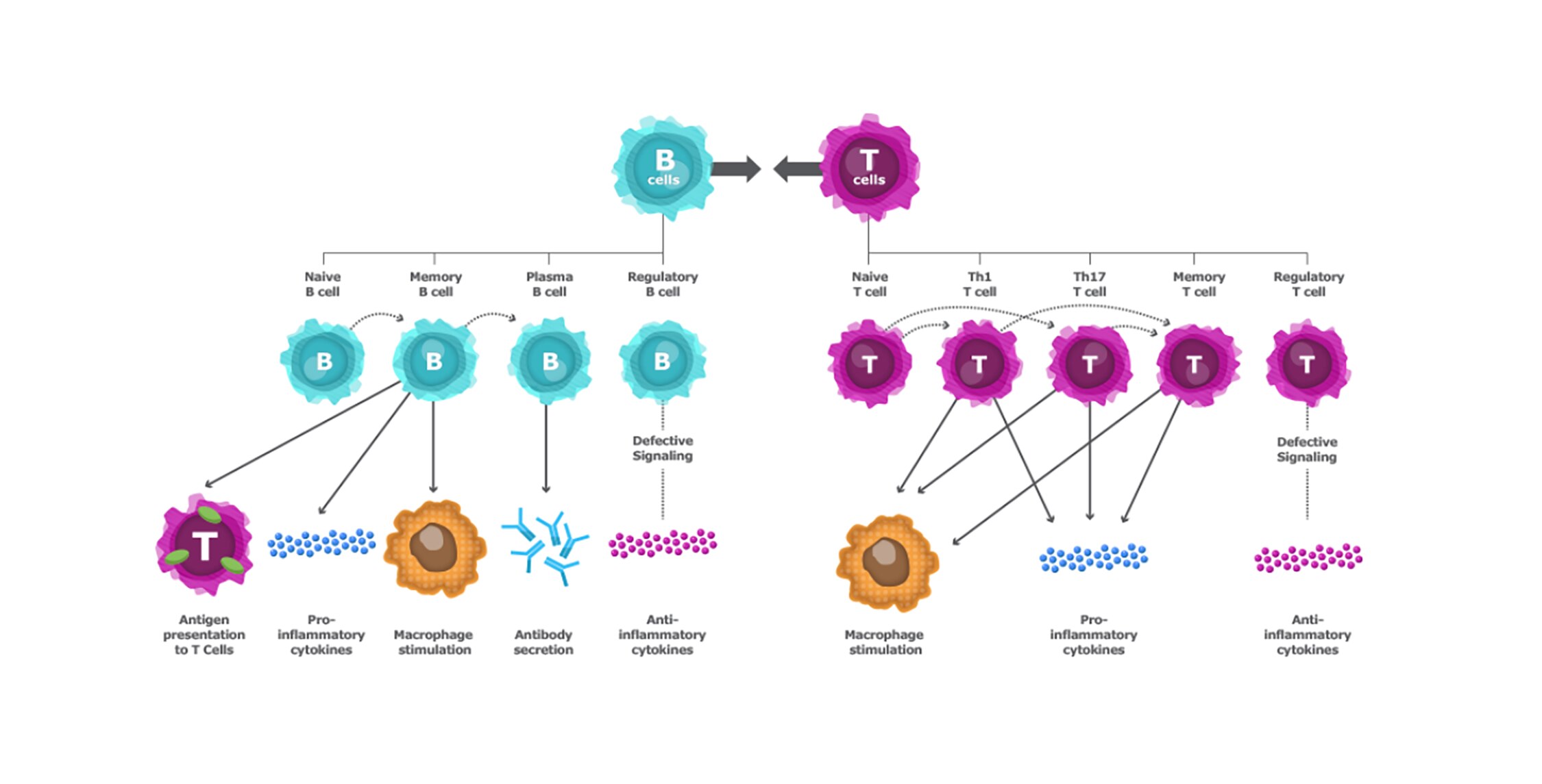  Understanding the Science behind MS, B Cells, T Cells
