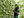 Take a walk on the greener side.