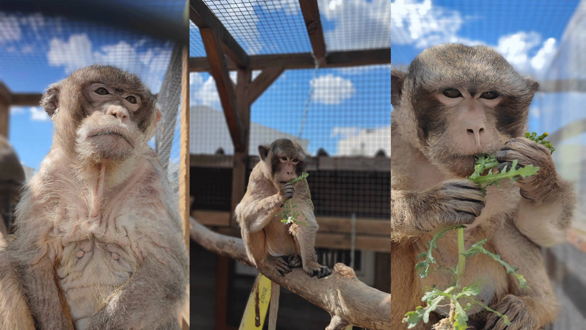 Animal Welfare Apes 1