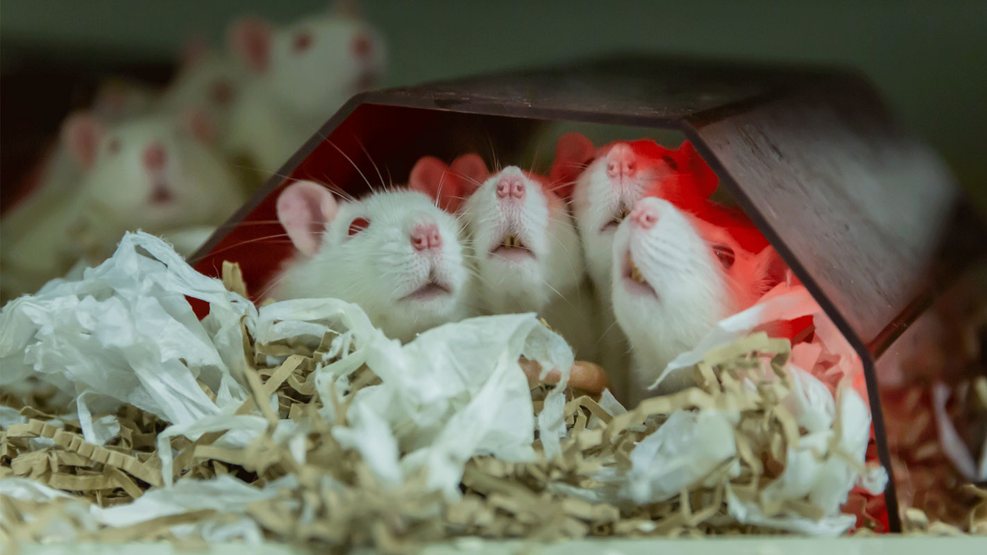 Animal Welfare Our Animals01