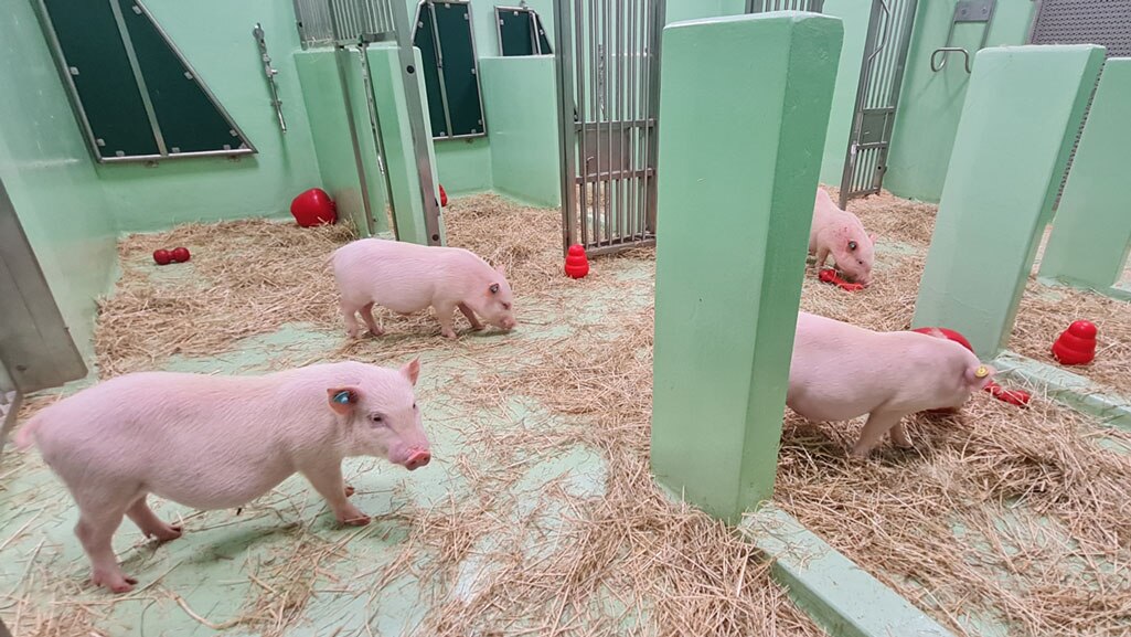 Animal Welfare Our Animals02