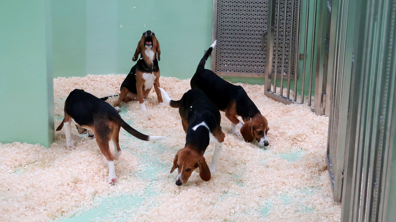 Animal Welfare Our Animals03