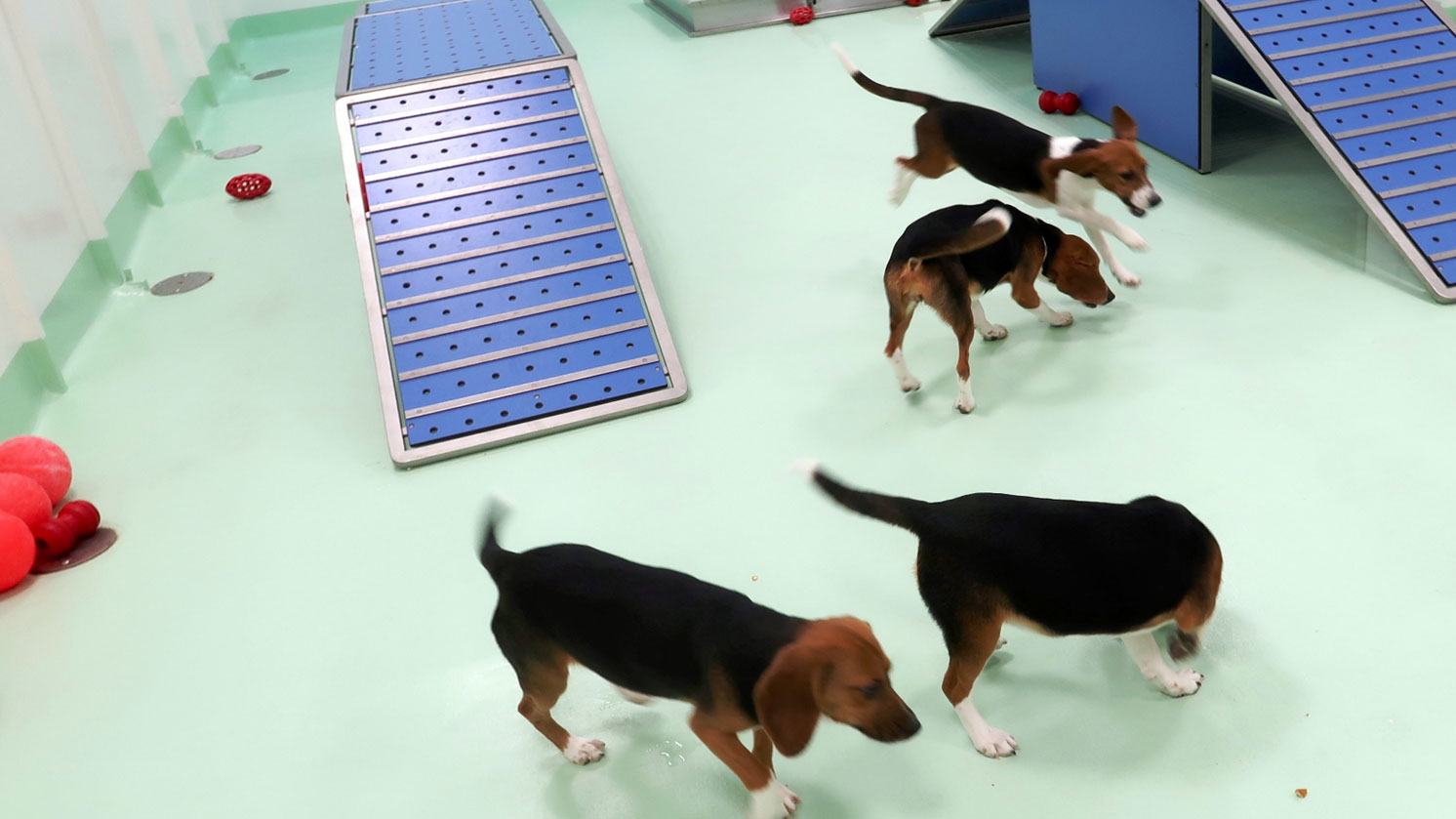 Animal Welfare Our Animals04