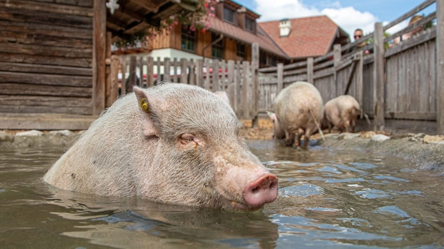 Animal Welfare Our Animals08