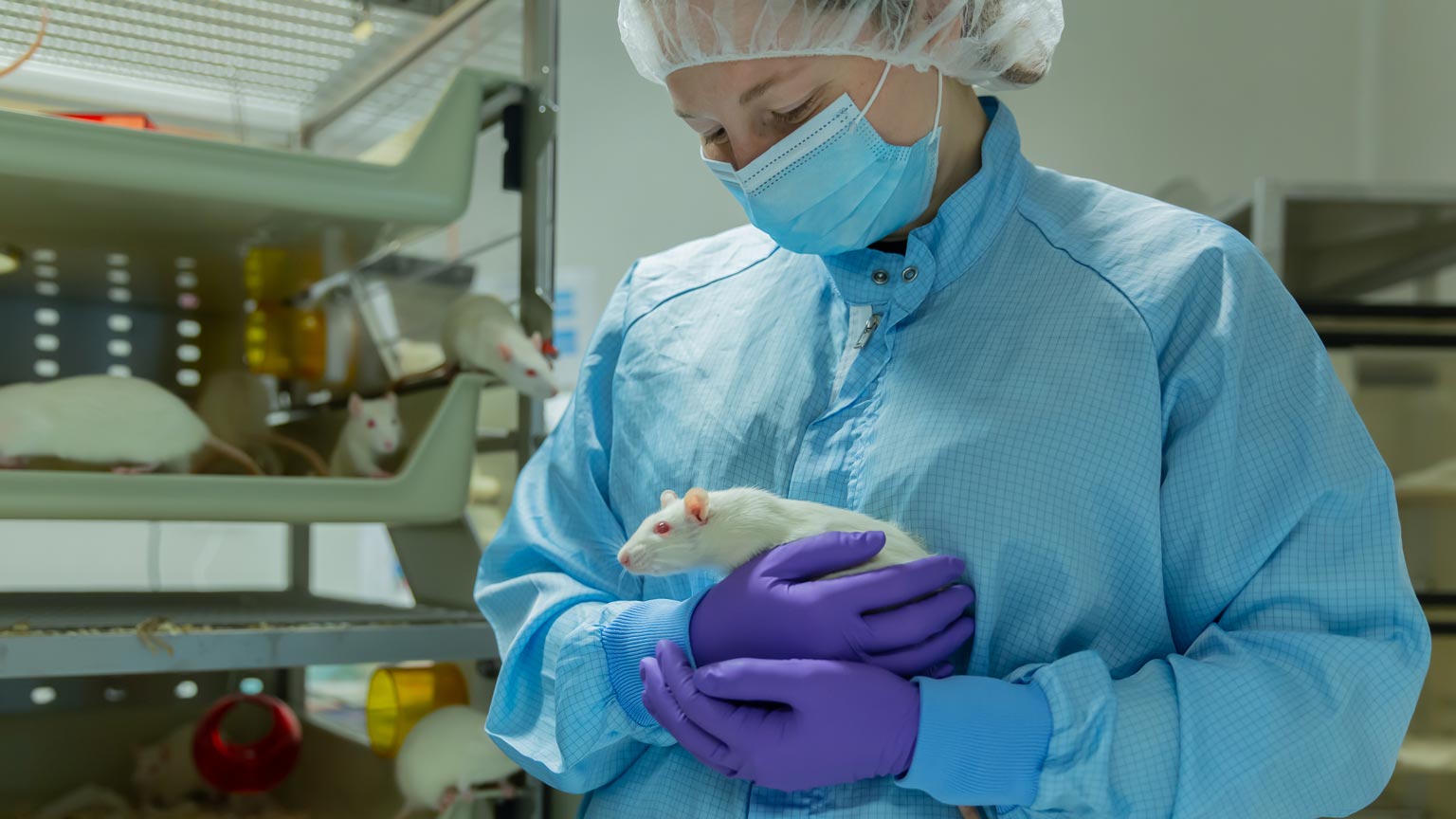 Animal Welfare Our People Rat