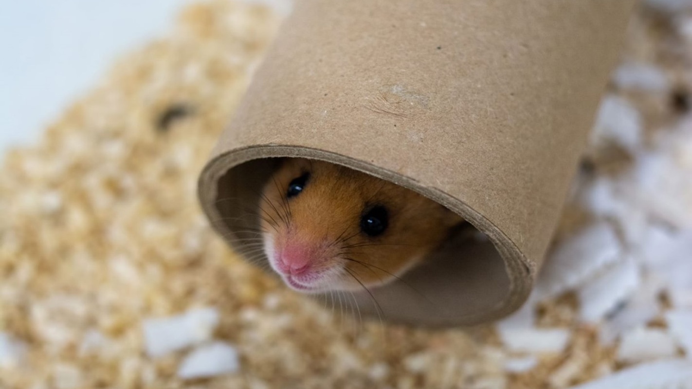 Animal Welfare Our People01