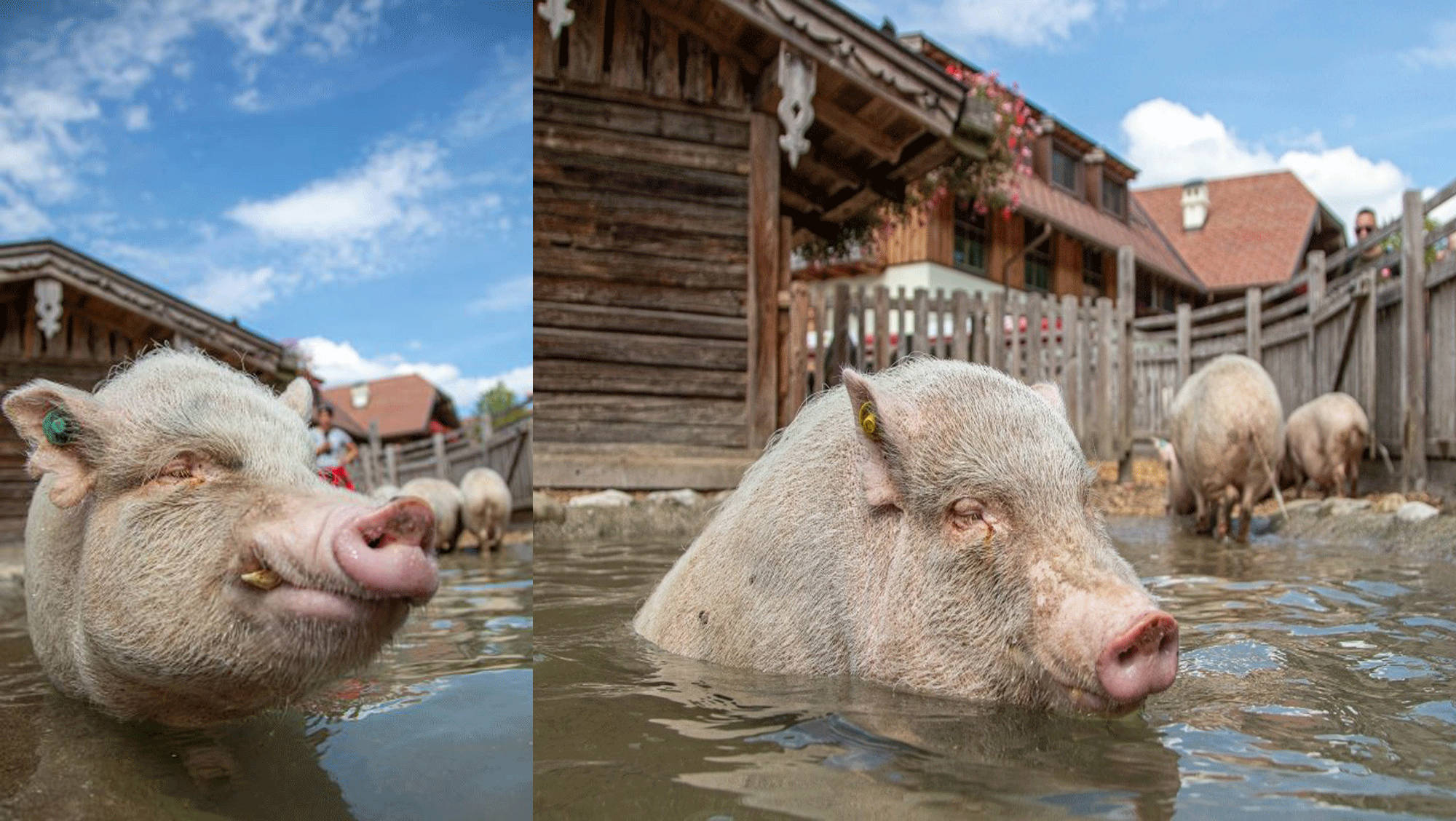 Animal Welfare Pigs 2