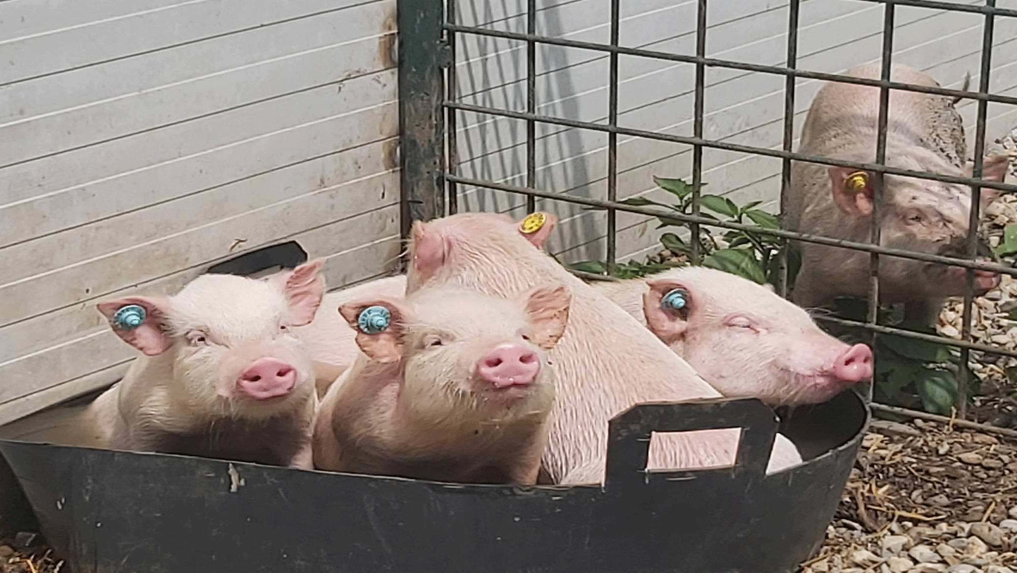 Animal Welfare Pigs 3