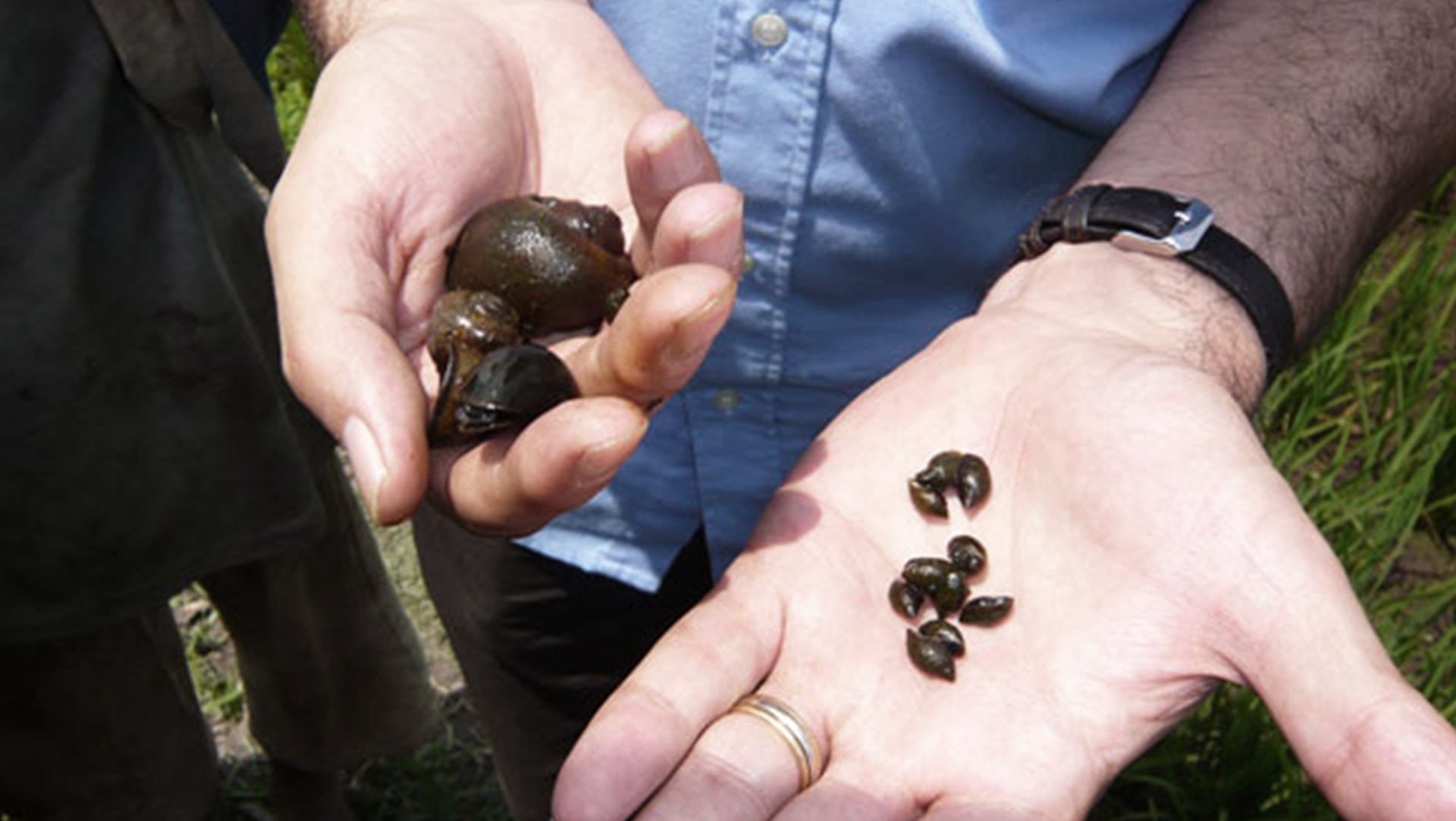 Schistosomiasis is caused by blood flukes (schistosoma), a genus of flatworms (trematode) that are between one and two centimeters long.