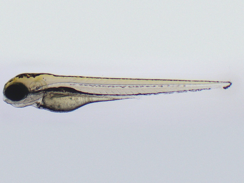 A zebrafish embryo three days after fertilization.