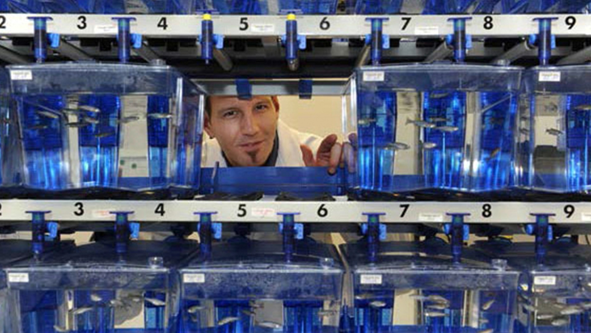 Stefan Weigt, a toxicologist at Merck KGaA, Darmstadt, Germany, tests active ingredients on fish embryos instead of on rats and rabbits.