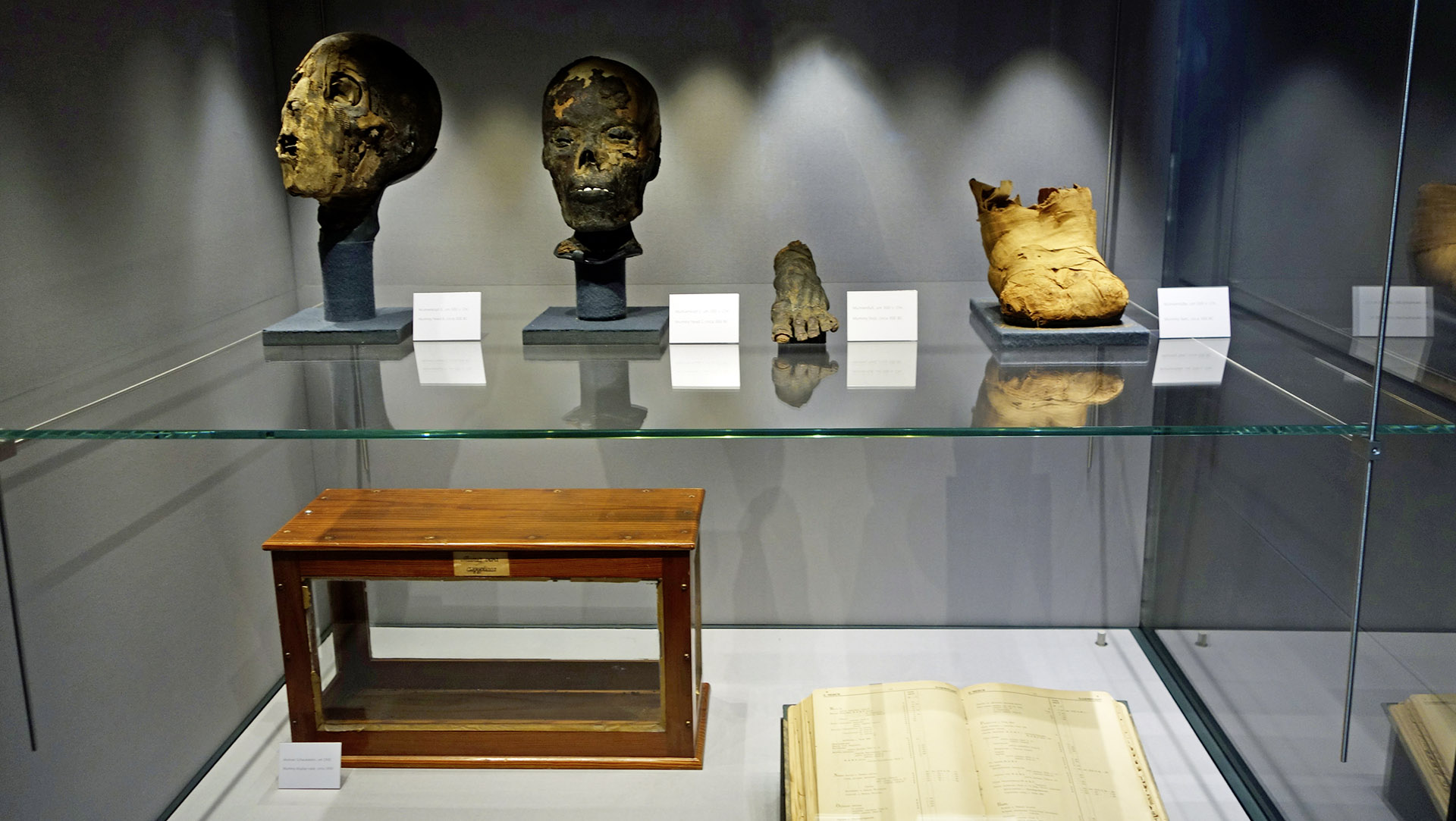 The well-preserved mummy parts are on display at Corporate History.