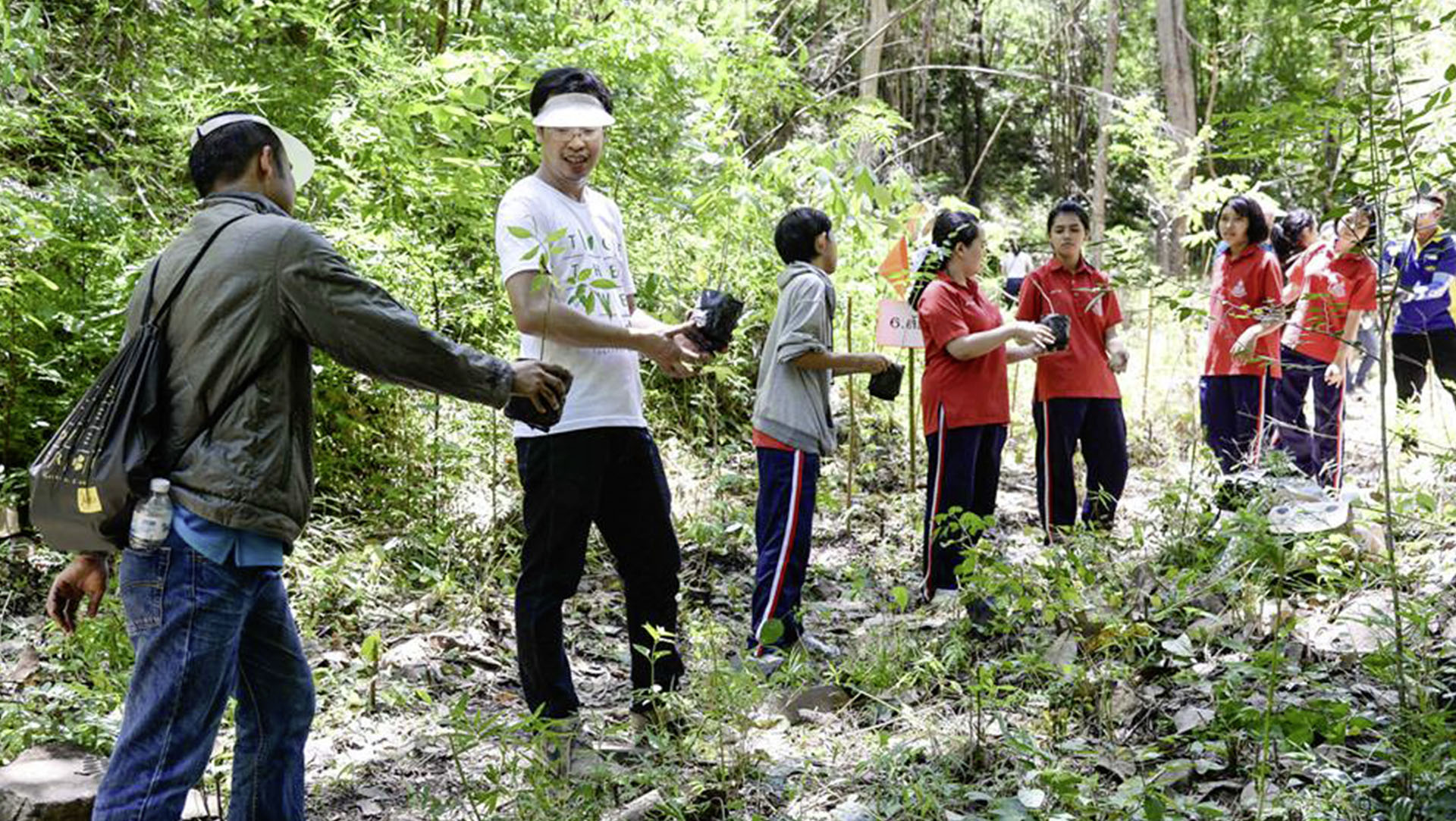 The volunteers are helping the rainforest in Thailand to grow again.