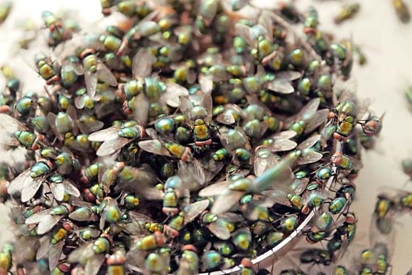 Flies being fed. They provide the eggs from which larvae will later emerge