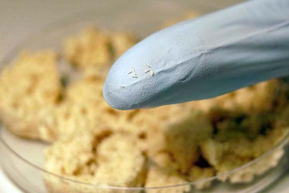 Harvested fly eggs, which resemble grains of rice