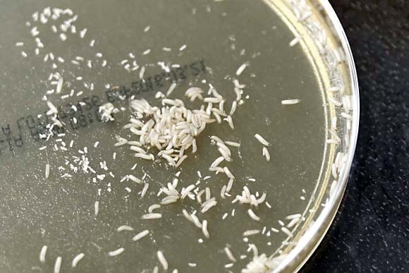 The eggs are placed in breeding cabinets and hatched to produce larvae