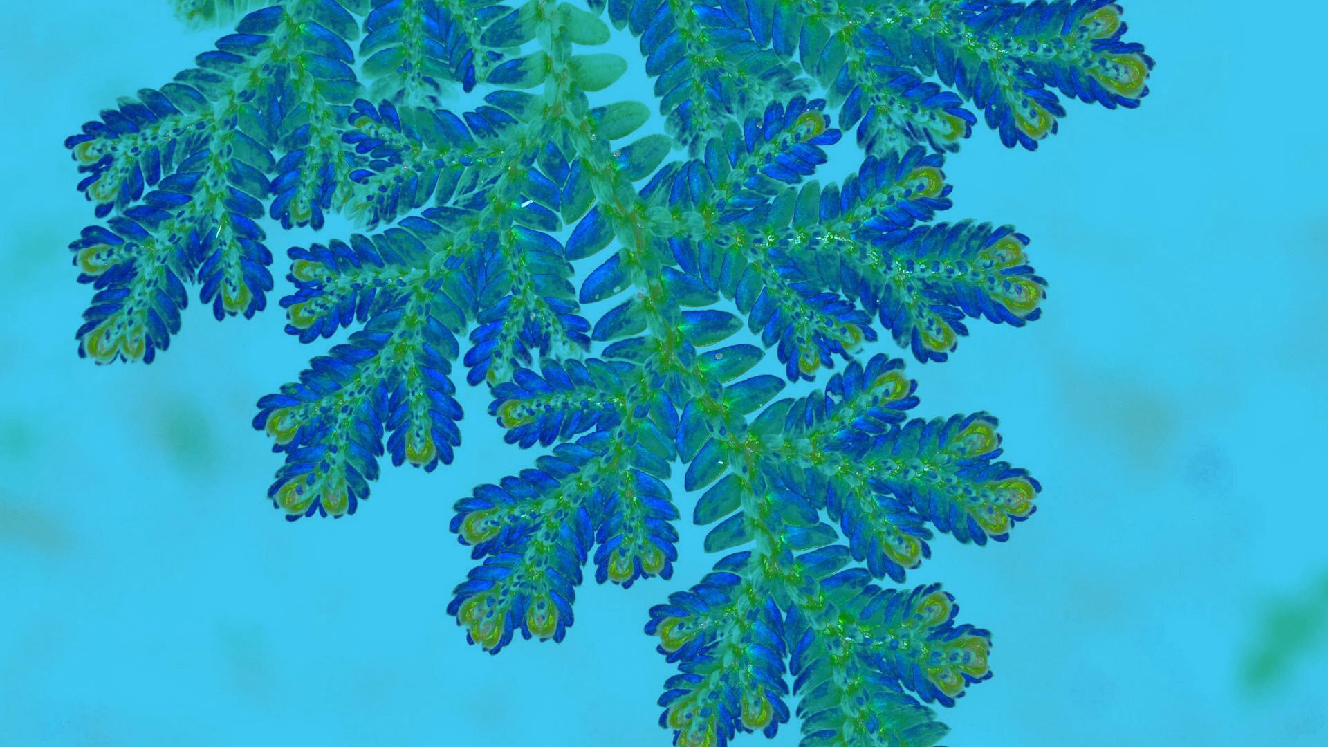 A fern leaf under a microscope  