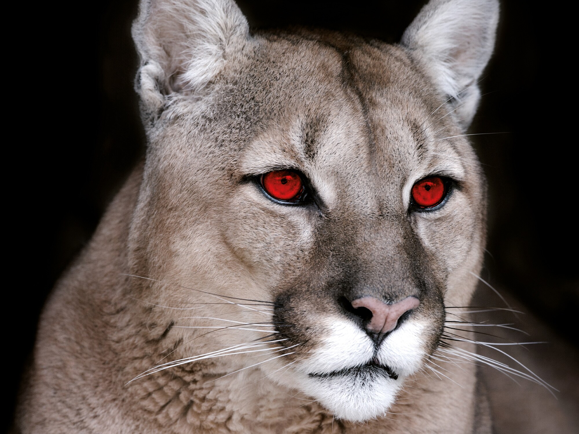XirallicNXT Cougar Sideface