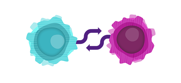 Relationship Between B-Cells and T-Cells